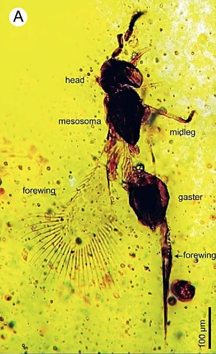 Окаменелость нового вида осы под названием Archaeromma chisato
